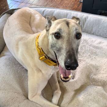Crash -  Greyhound Dog for Adoption in Minneapolis, Minnesota - Crash | PetCurious