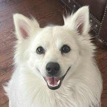 American Eskimo Dog Dogs Available for Adoption in Richmond, Virginia - Paul Mitchell | PetCurious