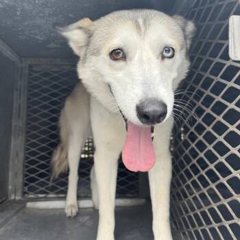 Mirage -  Husky Dog for Adoption in Edinburg, Texas - Mirage | PetCurious