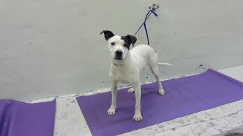 Labrador Retriever and Mixed Breed Dogs Available for Adoption in Houston, Texas - ROCCO | PetCurious