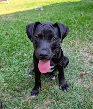 Lotus -  Pit Bull Terrier Dog for Adoption in New Bern, North Carolina - Lotus | PetCurious