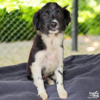 Border Collie Dogs Available for Adoption - Kai | PetCurious