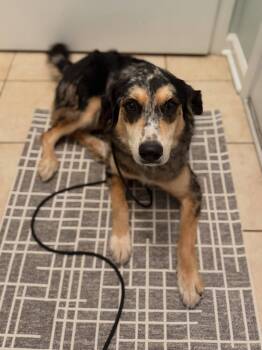 Fable -  Australian Shepherd Dog for Adoption in Greenville, South Carolina - Fable | PetCurious