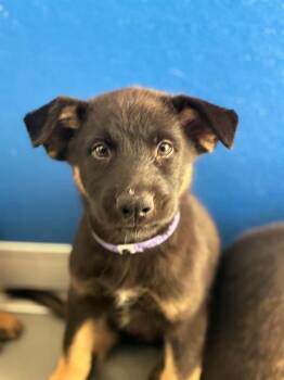A255485 -  German Shepherd Dog and Mixed Breed Dog for Adoption in Visalia, California - A255485 | PetCurious