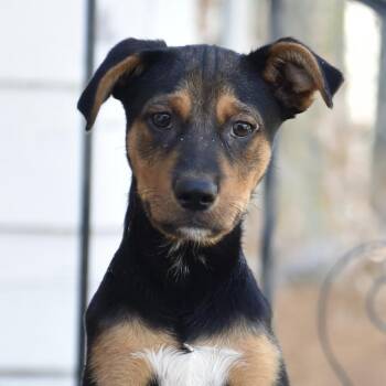 Samuel -  Mixed Breed Dog for Adoption in Los Angeles, California - Samuel | PetCurious