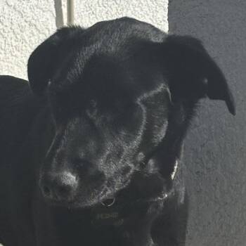 Athena -  Labrador Retriever Dog for Adoption in Concord, California - Athena | PetCurious