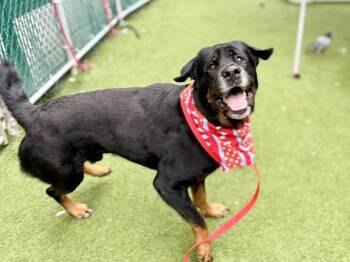 Hunter -  Mixed Breed Dog for Adoption in New York, New York - Hunter | PetCurious