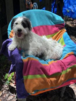 Banita BR14409-T LOCAL Adoption Event in Burlington 8/22 -  Lhasa Apso and Jack Russell Terrier Dog for Adoption in Missouri City, Texas - Banita BR14409-T LOCAL Adoption Event In Burlington 8/22 | PetCurious