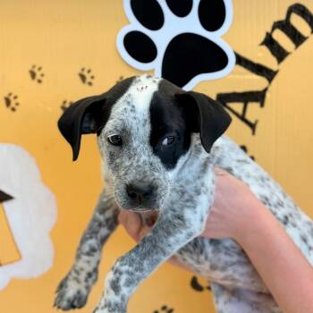 Rescue Australian Cattle Dog Blue Heeler Dogs for Adoption in Chariton, Iowa - Hudson | PetCurious