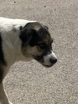 Mixed Breed Dogs Available for Adoption in Dallas, Texas - BRIAN | PetCurious
