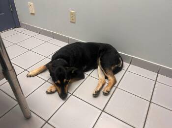 Bingo -  German Shepherd Dog Dog for Adoption in Edmonton, Alberta - Bingo | PetCurious