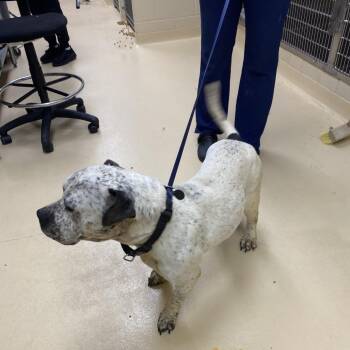 Matt -  Mixed Breed Dog for Adoption in Winston-salem, North Carolina - Matt | PetCurious
