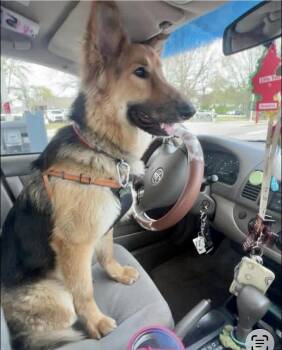Lassie -  Collie and Shepherd Dog for Adoption in Hillside, Illinois - Lassie | PetCurious
