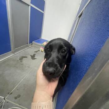 Mixed Breed Dogs Available for Adoption in Dickinson, Texas - Dora | PetCurious