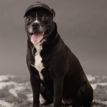 Lucas -  Mixed Breed Dog for Adoption in Phoenix, Arizona - Lucas | PetCurious