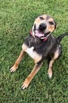 Danny -  Coonhound and Weimaraner Dog for Adoption in Tulsa, Oklahoma - Danny | PetCurious