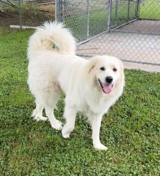 Sugar -  Great Pyrenees Dog for Adoption in East Sparta, Ohio - Sugar | PetCurious