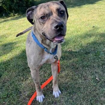 Rescue Mixed Breed Dogs for Adoption in Janesville, Wisconsin - Carmine | PetCurious