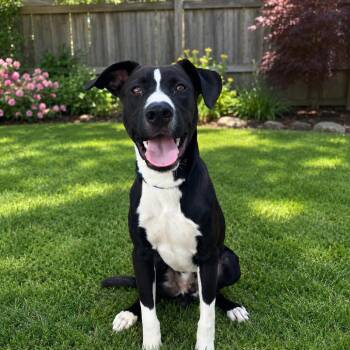 TNGC-Stray-1323 -  Mixed Breed Dog for Adoption in Pulaski, Tennessee - TNGC-Stray-1323 | PetCurious