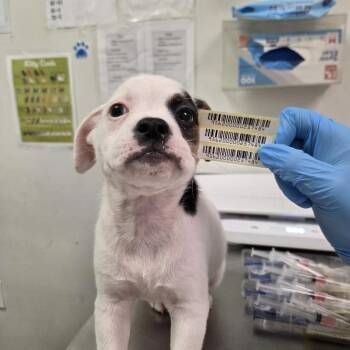 Carly -  Mixed Breed Dog for Adoption in Charleston, West Virginia - Carly | PetCurious