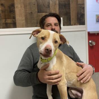 Mixed Breed Dogs Available for Adoption - Basil | PetCurious