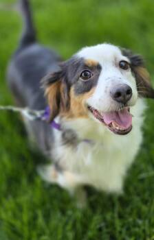 Daphne -  Dachshund Dog for Adoption in Orland Park, Illinois - Daphne | PetCurious