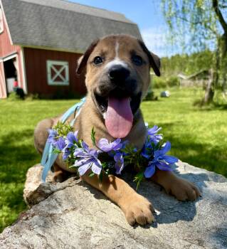 Retriever and Australian Shepherd Dogs Available for Adoption in Pittsboro, North Carolina - Jules | PetCurious