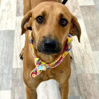Mixed Breed Dogs Available for Adoption in Lufkin, Texas - Ellie Mae (Saint) | PetCurious