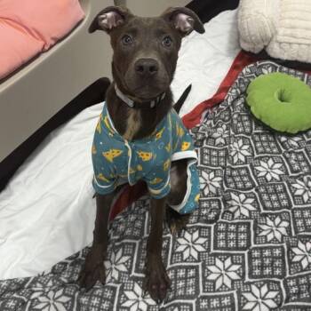 Natasha -  Pit Bull Terrier and Mixed Breed Dog for Adoption in Los Angeles, California - Natasha | PetCurious