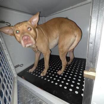 Mixed Breed Dogs Available for Adoption in Columbus, Georgia - 05/15/2026-Stray-FlatRockRoad | PetCurious