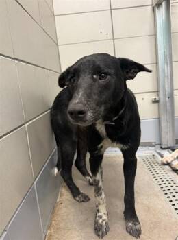 A2085718 -  German Shepherd Dog and Mixed Breed Dog for Adoption in Houston, Texas - A2085718 | PetCurious