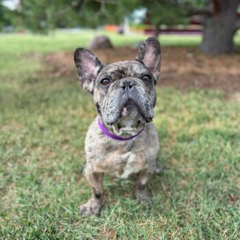 Gerardo--In Foster -  French Bulldog Dog for Adoption in Fargo, North Dakota - Gerardo--In Foster | PetCurious