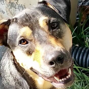 Shepherd and Labrador Retriever Dogs Available for Adoption in Lavon, Texas - Indy | PetCurious