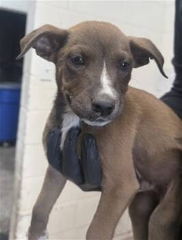 Rescue Labrador Retriever and Mixed Breed Dogs for Adoption in San Bernardino, California - MALTBALL | PetCurious