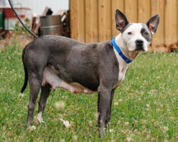 Mixed Breed Dogs Available for Adoption in West Chester, Pennsylvania - Sunnie | PetCurious