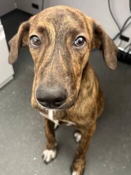 Torch -  Hound and Mixed Breed Dog for Adoption in New Orleans, Louisiana - Torch | PetCurious