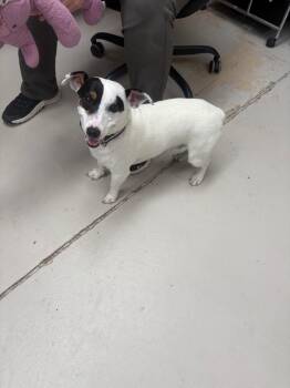 Spike -  Jack Russell Terrier Dog for Adoption in Findlay, Ohio - Spike | PetCurious