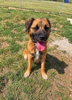 Harmony -  Shepherd Dog for Adoption in Hopkinsville, Kentucky - Harmony | PetCurious