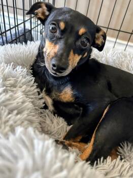 Brie -  Miniature Pinscher Dog for Adoption in Scottsburg, Indiana - Brie | PetCurious
