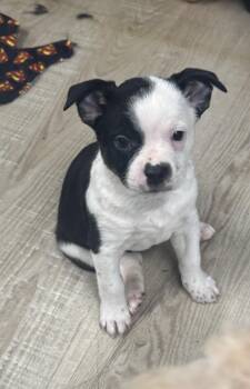 Bandit -  Boston Terrier and Australian Cattle Dog Blue Heeler Dog for Adoption in Baker, Louisiana - Bandit | PetCurious
