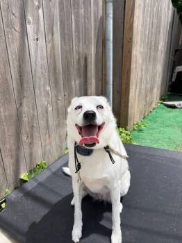Maya -  Australian Cattle Dog Blue Heeler and Husky Dog for Adoption in Bloomfield Hills, Michigan - Maya | PetCurious