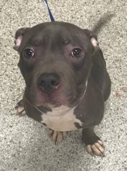 A432537 -  American Staffordshire Terrier Dog for Adoption in Conroe, Texas - A432537 | PetCurious