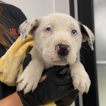 Mixed Breed Dogs Available for Adoption in Abilene, Texas - Miko | PetCurious