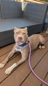 Carmen -  Pit Bull Terrier and Mixed Breed Dog for Adoption in Atlanta, Georgia - Carmen | PetCurious