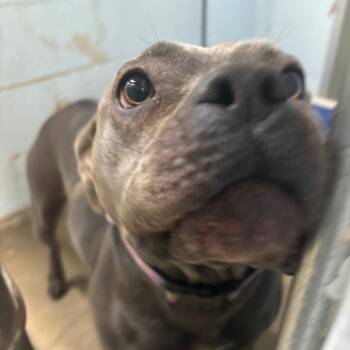 Rescue Pit Bull Terrier and Mixed Breed Dogs for Adoption in Saint Joseph, Missouri - Nashua | PetCurious