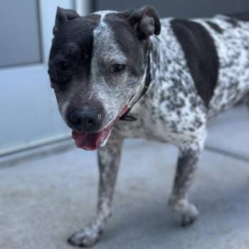 Freyja -  Mixed Breed Dog for Adoption in Janesville, Wisconsin - Freyja | PetCurious