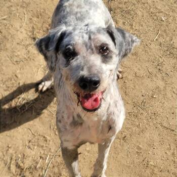 Rocky -  Standard Poodle and Schnauzer Dog for Adoption in West Point, Mississippi - Rocky | PetCurious