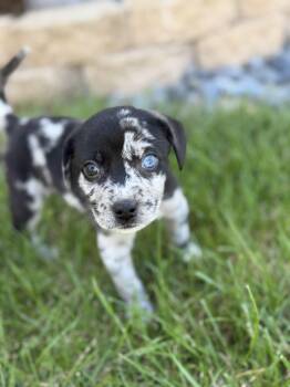 Catahoula Leopard Dog Dogs Available for Adoption - Sapphire | PetCurious