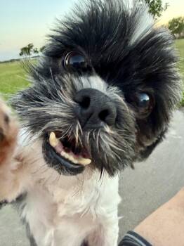 Leo (From Texas, With Love - transport) -  Shih Tzu Dog for Adoption in Ennis, Texas - Leo (From Texas, With Love - Transport) | PetCurious