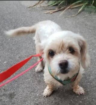 Derby -  Shih Tzu and Terrier Dog for Adoption in Coldwater, Michigan - Derby | PetCurious
